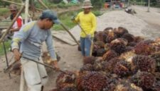 Petani berharap langkah cepat pemerintah mampu mengembalikan stabilitas harga sawit sehingga pendapatan mereka kembali normal dan keberlangsungan usaha perkebunan rakyat tetap terjaga. Di tengah tingginya biaya produksi, pemulihan harga TBS menjadi kebutuhan mendesak agar petani tidak terus menanggung kerugian yang semakin besar