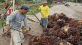 Petani berharap langkah cepat pemerintah mampu mengembalikan stabilitas harga sawit sehingga pendapatan mereka kembali normal dan keberlangsungan usaha perkebunan rakyat tetap terjaga. Di tengah tingginya biaya produksi, pemulihan harga TBS menjadi kebutuhan mendesak agar petani tidak terus menanggung kerugian yang semakin besar