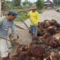Petani berharap langkah cepat pemerintah mampu mengembalikan stabilitas harga sawit sehingga pendapatan mereka kembali normal dan keberlangsungan usaha perkebunan rakyat tetap terjaga. Di tengah tingginya biaya produksi, pemulihan harga TBS menjadi kebutuhan mendesak agar petani tidak terus menanggung kerugian yang semakin besar