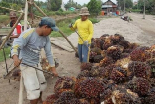 Petani berharap langkah cepat pemerintah mampu mengembalikan stabilitas harga sawit sehingga pendapatan mereka kembali normal dan keberlangsungan usaha perkebunan rakyat tetap terjaga. Di tengah tingginya biaya produksi, pemulihan harga TBS menjadi kebutuhan mendesak agar petani tidak terus menanggung kerugian yang semakin besar