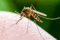 Ilustrasi nyamuk Demam Berdarah (DBD). (livescience)