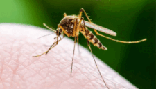 Ilustrasi nyamuk Demam Berdarah (DBD). (livescience)