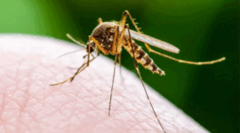 Ilustrasi nyamuk Demam Berdarah (DBD). (livescience)