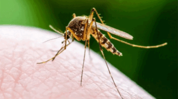 Ilustrasi nyamuk Demam Berdarah (DBD). (livescience)