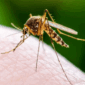 Ilustrasi nyamuk Demam Berdarah (DBD). (livescience)