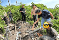 2 pelaku pencurian kabel bawah tanah milik PT PLN di kawasan Kelurahan Tanjung Sari, Kecamatan Jambi Timur, Kota Jambi ditangkap Polsek Jambi Timur 


Artikel ini telah tayang di TribunJambi.com dengan judul 2 Pelaku Pencurian Kabel Bawah Tanah Milik PLN di Jambi Timur Ditangkap Polisi, https://jambi.tribunnews.com/makalam/1199048/2-pelaku-pencurian-kabel-bawah-tanah-milik-pln-di-jambi-timur-ditangkap-polisi?page=2.
Penulis: Srituti Apriliani Putri | Editor: Suci Rahayu PK