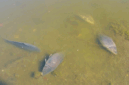 Foto: Ribuan ikan mati di Laguna Zapallar, Chili, diduga akibat rendahnya oksigen dan kelebihan nutrisi. (Tangkapan Layar Video Reuters/)