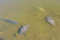 Foto: Ribuan ikan mati di Laguna Zapallar, Chili, diduga akibat rendahnya oksigen dan kelebihan nutrisi. (Tangkapan Layar Video Reuters/)