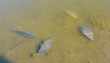 Foto: Ribuan ikan mati di Laguna Zapallar, Chili, diduga akibat rendahnya oksigen dan kelebihan nutrisi. (Tangkapan Layar Video Reuters/)