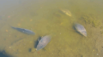 Foto: Ribuan ikan mati di Laguna Zapallar, Chili, diduga akibat rendahnya oksigen dan kelebihan nutrisi. (Tangkapan Layar Video Reuters/)