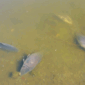 Foto: Ribuan ikan mati di Laguna Zapallar, Chili, diduga akibat rendahnya oksigen dan kelebihan nutrisi. (Tangkapan Layar Video Reuters/)