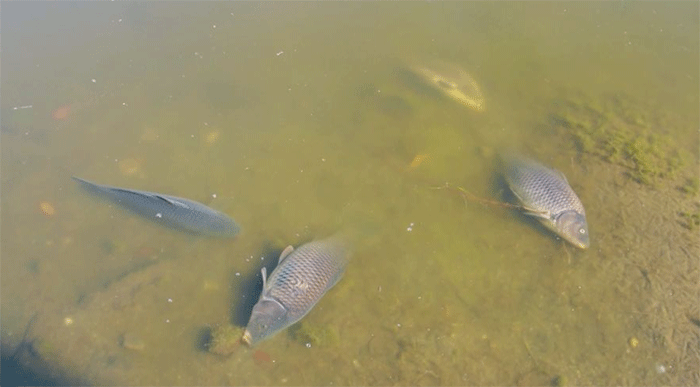 Foto: Ribuan ikan mati di Laguna Zapallar, Chili, diduga akibat rendahnya oksigen dan kelebihan nutrisi. (Tangkapan Layar Video Reuters/)
