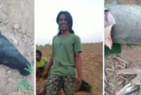 Viral satwa dilindungi tapir, disembelih warga, beberapa hari sebelumnya tapir terlihat berada diruas Jalan Timur sumatera