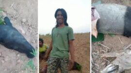 Viral satwa dilindungi tapir, disembelih warga, beberapa hari sebelumnya tapir terlihat berada diruas Jalan Timur sumatera