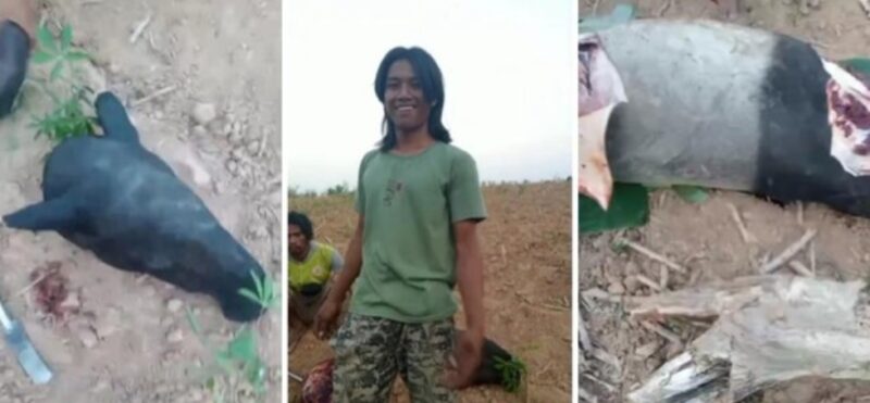 Viral satwa dilindungi tapir, disembelih warga, beberapa hari sebelumnya tapir terlihat berada diruas Jalan Timur sumatera