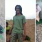 Viral satwa dilindungi tapir, disembelih warga, beberapa hari sebelumnya tapir terlihat berada diruas Jalan Timur sumatera