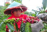 Petini kopi Arabika Kerinci, kualitasnta semangkin dipercaya dipasar dunia