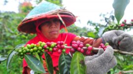 Petini kopi Arabika Kerinci, kualitasnta semangkin dipercaya dipasar dunia