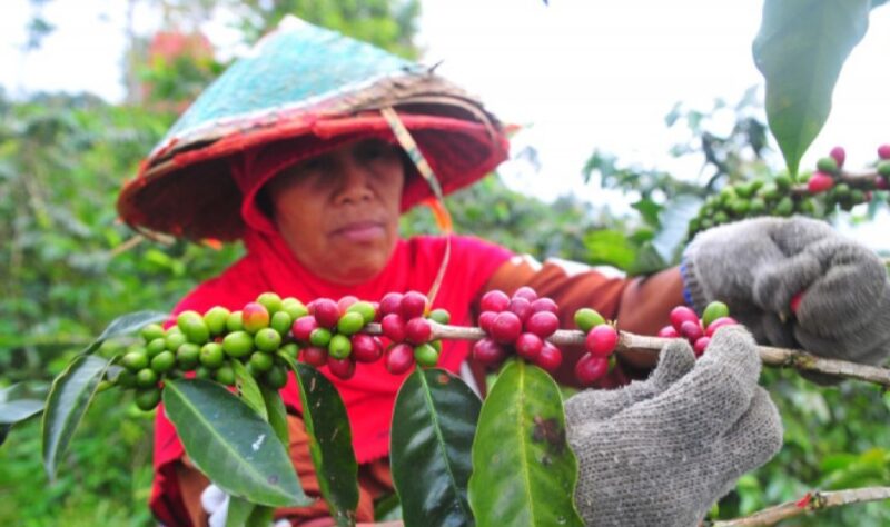 Petini kopi Arabika Kerinci, kualitasnta semangkin dipercaya dipasar dunia
