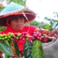 Petini kopi Arabika Kerinci, kualitasnta semangkin dipercaya dipasar dunia