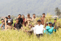 Wawako Azhar Hamzah memimpin tanam perdana PM-AAS di Sungai Penuh