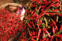 Arsip foto - Ilustrasi - Pedagang menata cabai rawit merah dagangannya di pasar senen, Jakarta.