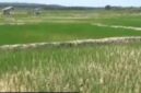 Lahan sawah kekeringan berapa daerah dalam provinsi jambi terancam gagal panen 