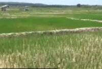 Lahan sawah kekeringan berapa daerah dalam provinsi jambi terancam gagal panen 