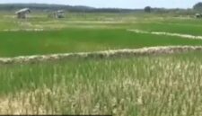 Lahan sawah kekeringan berapa daerah dalam provinsi jambi terancam gagal panen 