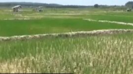 Lahan sawah kekeringan berapa daerah dalam provinsi jambi terancam gagal panen 