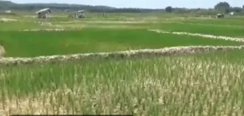 Lahan sawah kekeringan berapa daerah dalam provinsi jambi terancam gagal panen 