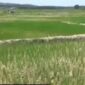 Lahan sawah kekeringan berapa daerah dalam provinsi jambi terancam gagal panen 