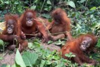 Bayi orang hutan  yang diseludupi  ditemui di India