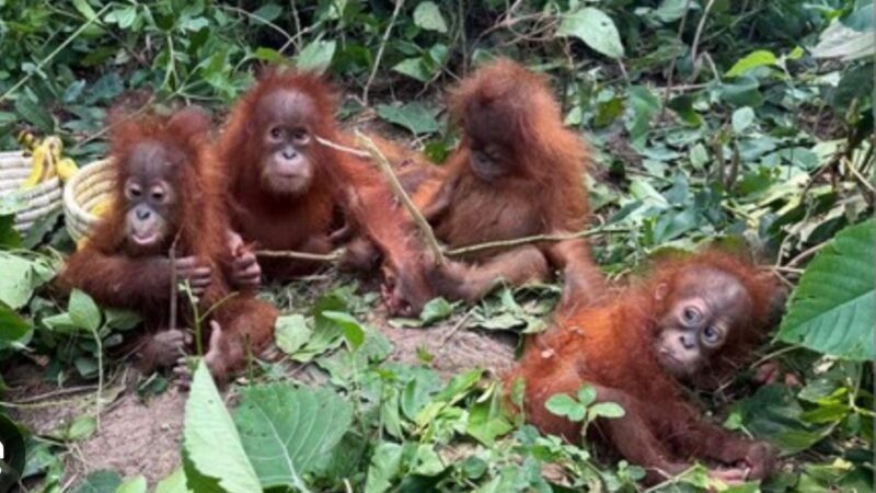 Bayi orang hutan  yang diseludupi  ditemui di India