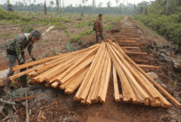 Petugas memeriksa potongan kayu hasil pembalakan yang ditemukan di dalam kawasan Taman Nasional Berbak dan Sembilang (TNBS), Kabupaten Tanjung Jabung Timur,  Jambi, Jumat (18/9/2026) (ANTARA/HO-Kemenhut)