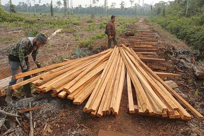 Petugas memeriksa potongan kayu hasil pembalakan yang ditemukan di dalam kawasan Taman Nasional Berbak dan Sembilang (TNBS), Kabupaten Tanjung Jabung Timur,  Jambi, Jumat (18/9/2026) (ANTARA/HO-Kemenhut)