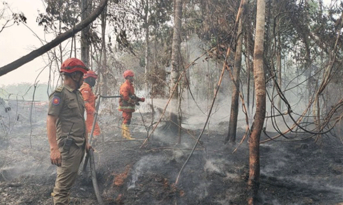 Pemadaman kebakaran hutan dan lahan di sungai pulai Kabupaten Batang Hari, Rabu (7/10/2026). ANTARA/Satgas Karhutla.
