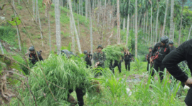 Tim gabungan mengangkut tanaman ganja di Aceh Utara, Selasa (27/10/2026)