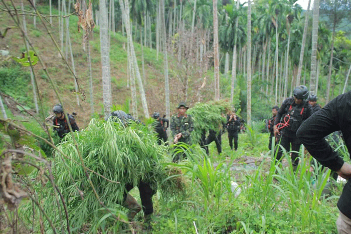 Tim gabungan mengangkut tanaman ganja di Aceh Utara, Selasa (27/10/2026)